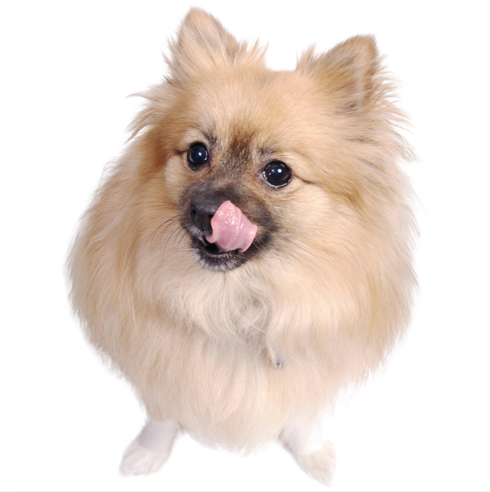 Croquettes Naturelles Chien Petite Race – 55% Poulet | Phyto Véto