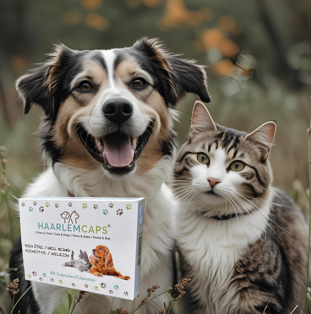 Huile de Haarlem Chat & Chien – Cure Bien-être | Phyto Véto
