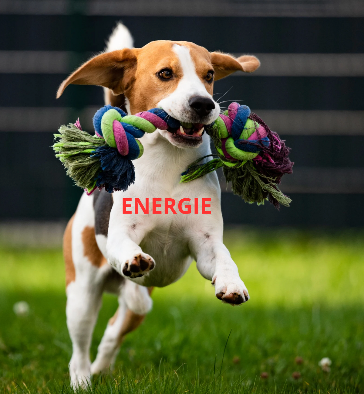 Huile de Haarlem Chat & Chien – Cure Bien-être | Phyto Véto
